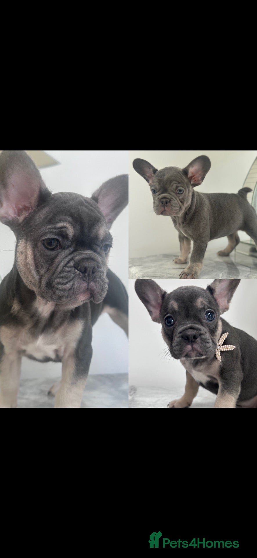 French Bulldog dogs French bulldog puppies 2 Boys 1 Bitch - Advert 1