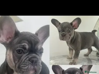 French Bulldog dogs French bulldog puppies 2 Boys 1 Bitch - Advert 1