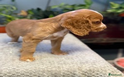 Cocker Spaniel dogs for sale: Four beautiful *working* cocker spaniel puppies - Advert 13