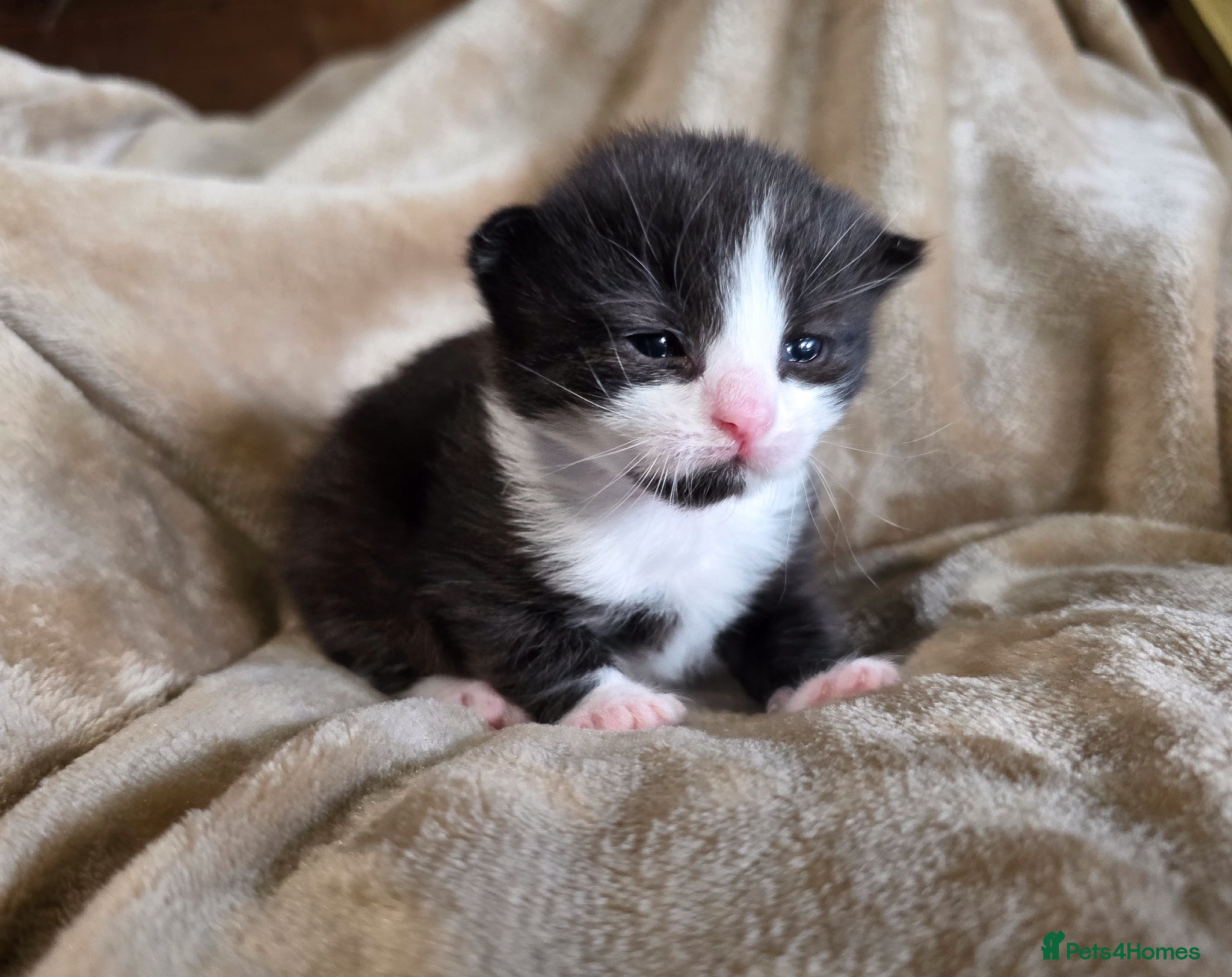 Mixed Breed cats for sale: Tabby farm kittens  - Advert 16