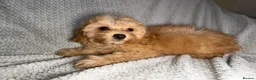 Cavapoochon dogs for sale: READY TO LEAVE NOW!! Miniature cavapoochons - Advert 4