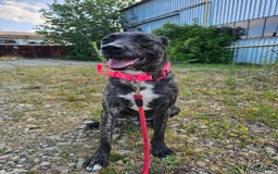 Mixed Breed dogs for adoption: A Beautiful and Gentle Girl - for a Loving Home - Image 37
