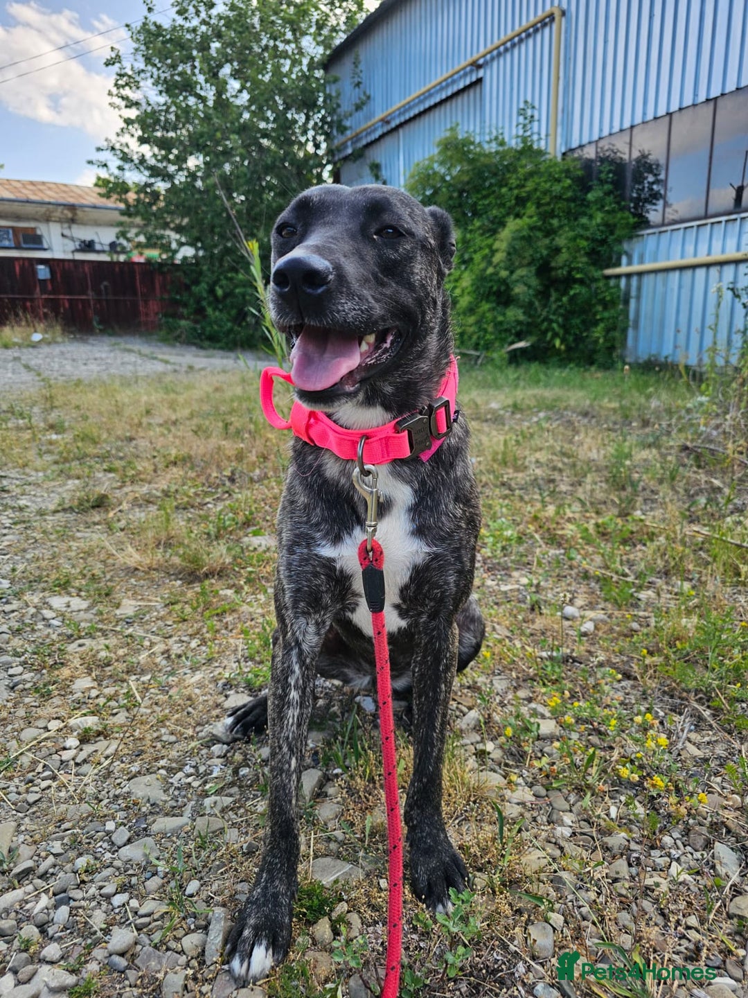 Mixed Breed dogs for adoption: A Beautiful and Gentle Girl - for a Loving Home - Image 37