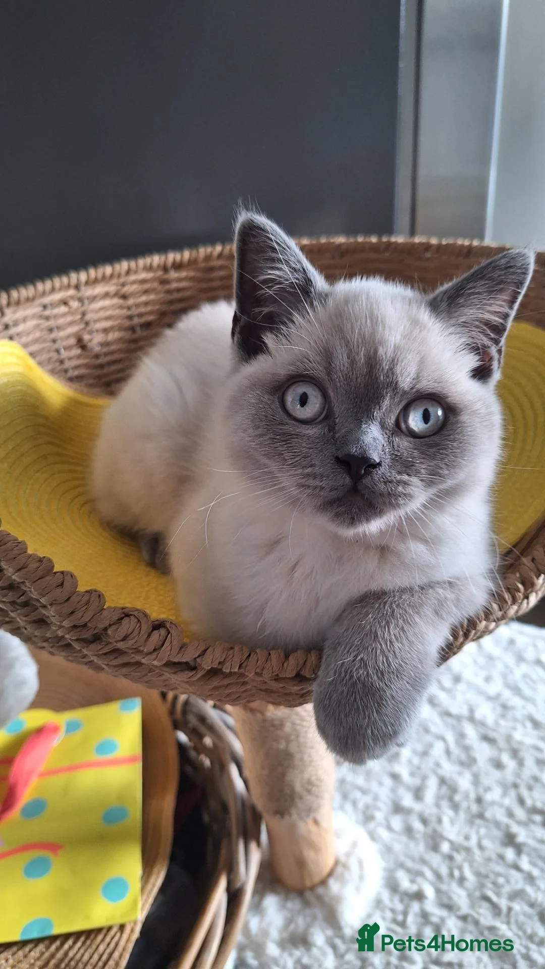 British Shorthair cats for sale: 😻BSH Colourpoint Boy,Last one available! London🥳 - Advert 1