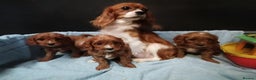 Cavapoo dogs for sale: Cute Cavapoo Puppies. DAD PRA tested! - Advert 13