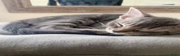 British Shorthair cats for sale: 💞 British shirt hair and tabby kittens available  - Advert 2