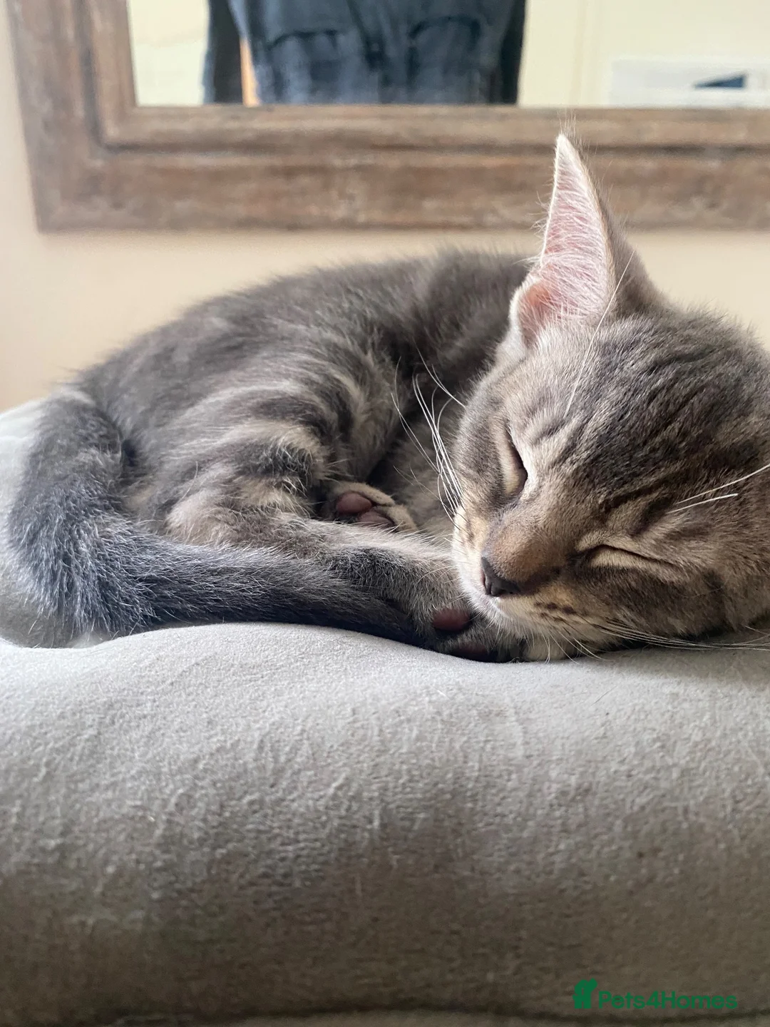 British Shorthair cats for sale: 💞 British shirt hair and tabby kittens available  - Advert 2