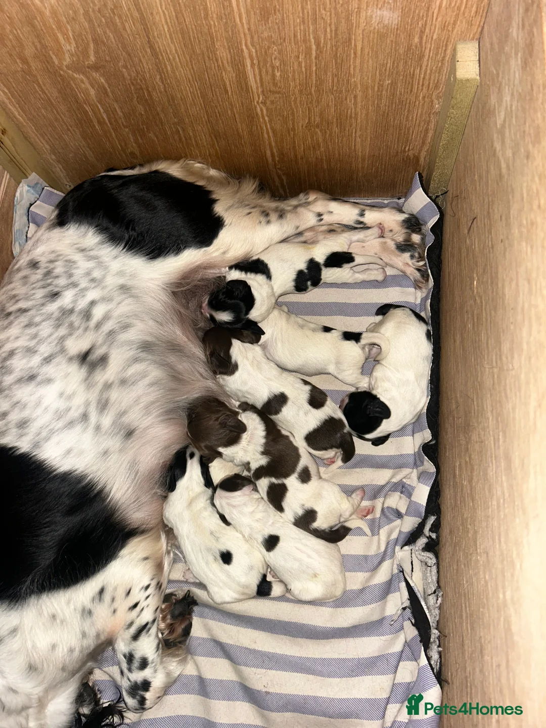 English Springer Spaniel dogs for sale: Springer spaniel puppies  - Advert 2