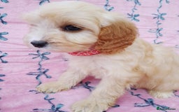 Cavapoo dogs for sale: Exceptional cavapoo puppies  - Image 16