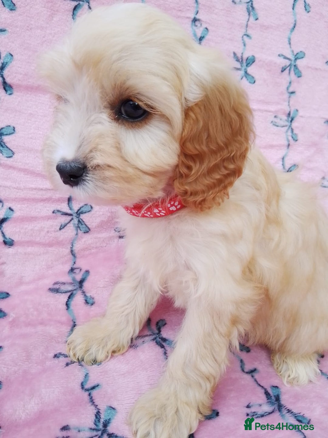 Cavapoo dogs for sale: Exceptional cavapoo puppies  - Image 16
