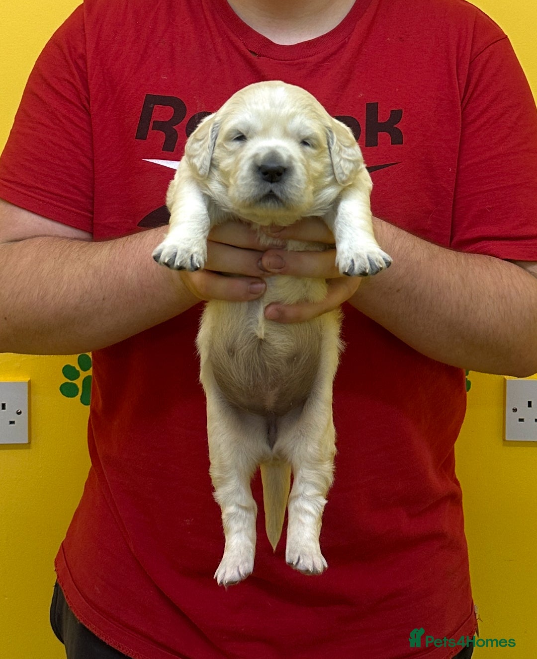 Golden Retriever dogs for sale: Stunning golden retriever puppies for sale  - Advert 4