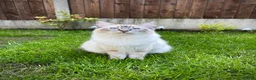 Ragdoll cats for sale: GCCF registered ragdoll kittens - Advert 12