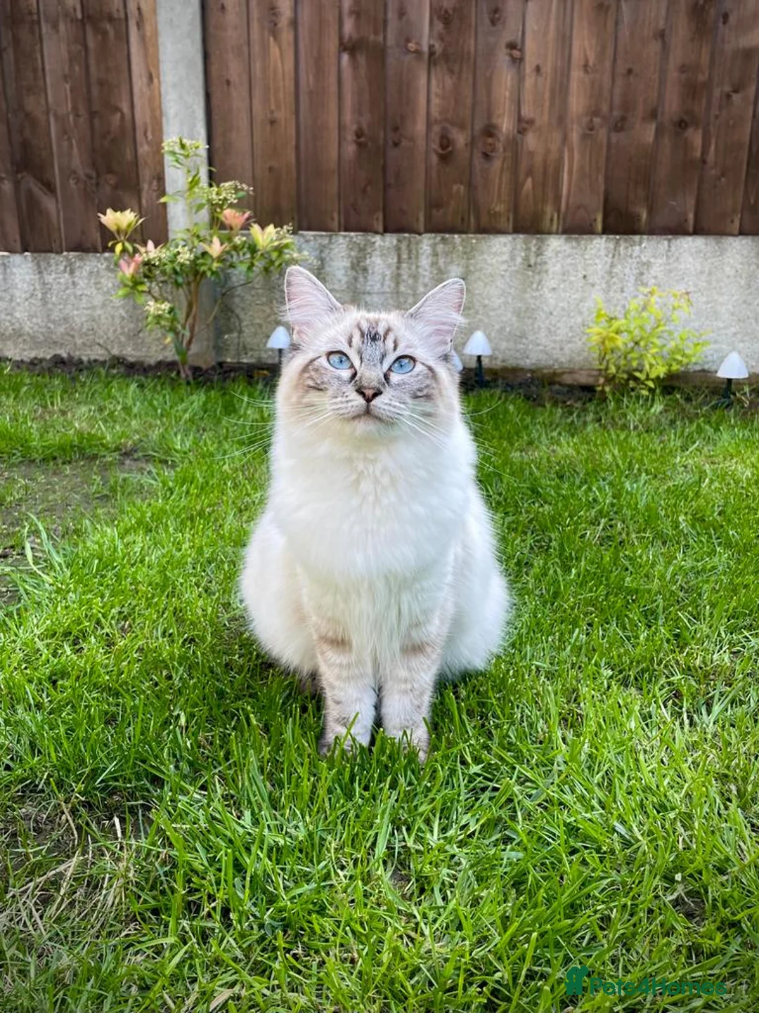 Ragdoll cats for sale: GCCF registered ragdoll kittens - Advert 12
