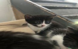 Mixed Breed cats for sale: Beautiful marking very fluffy  - Image 30