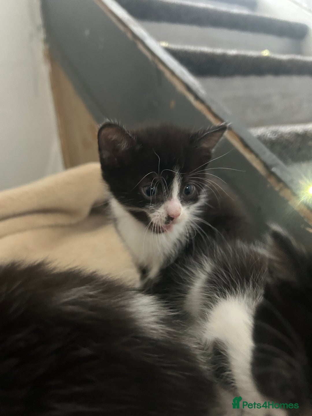 Mixed Breed cats for sale: Beautiful marking very fluffy  - Image 30