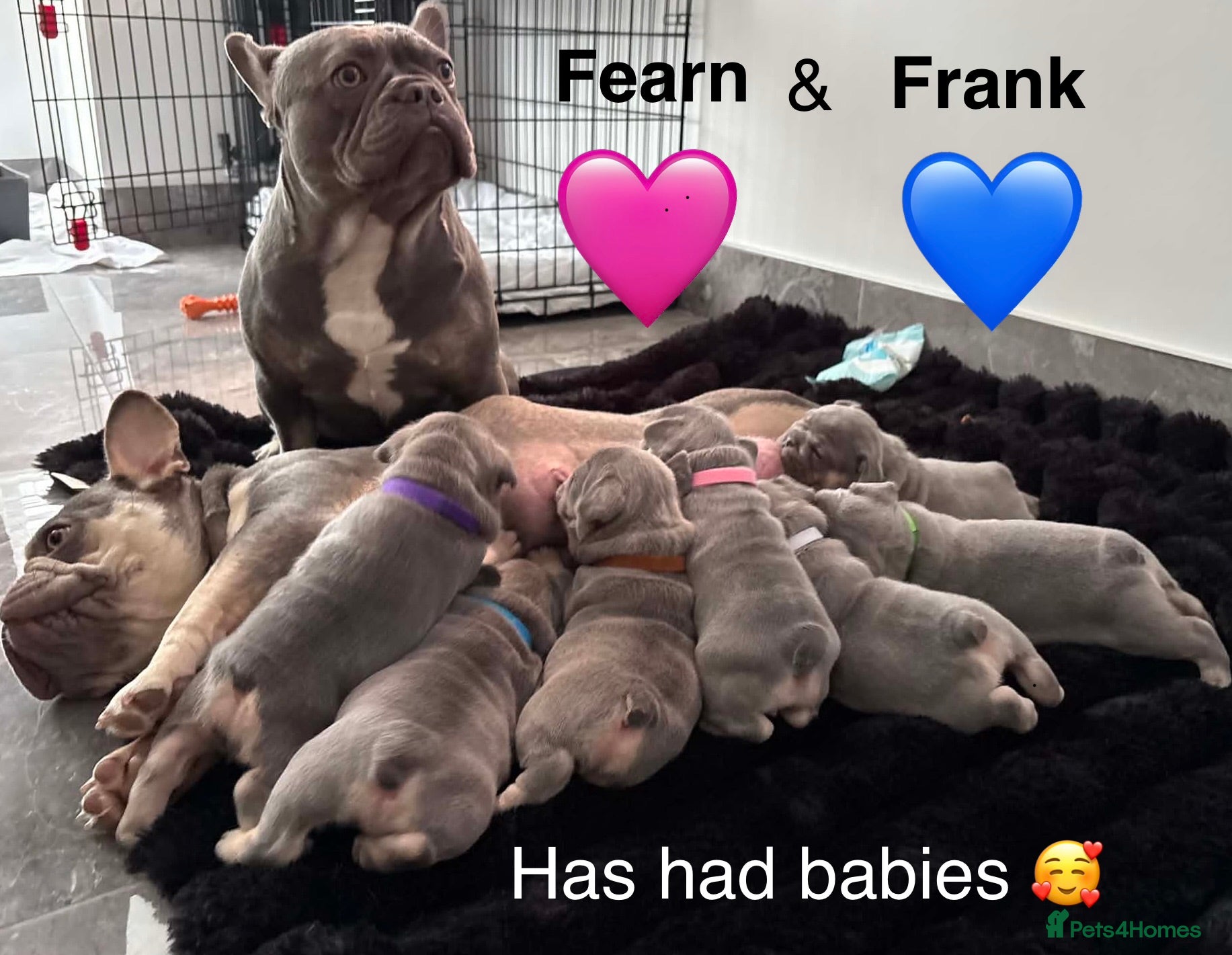 French Bulldog dogs Pedigree French Bulldog puppies-2 boys and 3 girls - Advert 4