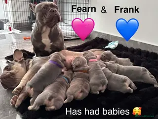 French Bulldog dogs Pedigree French Bulldog puppies-1 boy & 1 girl - Advert 1