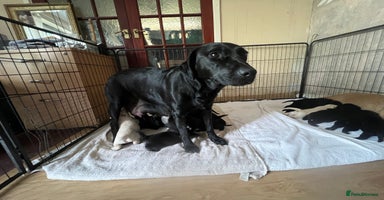 Labrador Retriever dogs - Advert 2