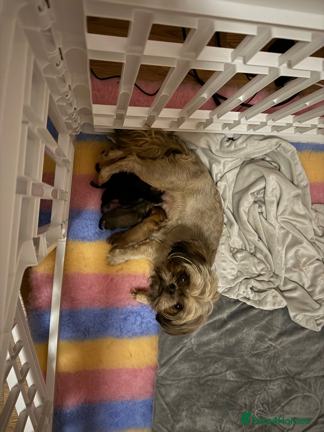 Shih Tzu dogs for sale: Imperial shih tzu boys  - Image 3
