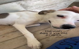Mixed Breed dogs for adoption: Hannah, 2-3 yrs old. Available for adoption. - Image 6