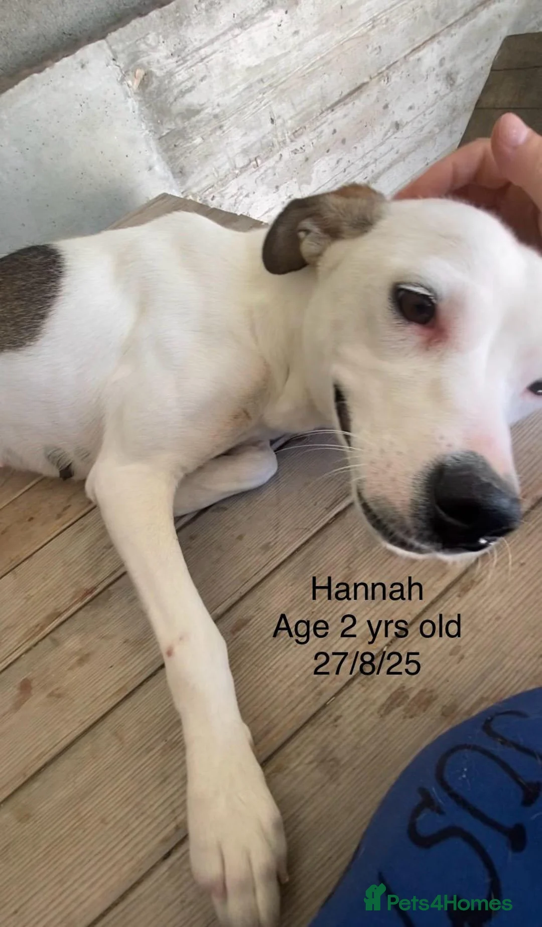 Mixed Breed dogs for adoption: Hannah, 2-3 yrs old. Available for adoption. - Advert 19