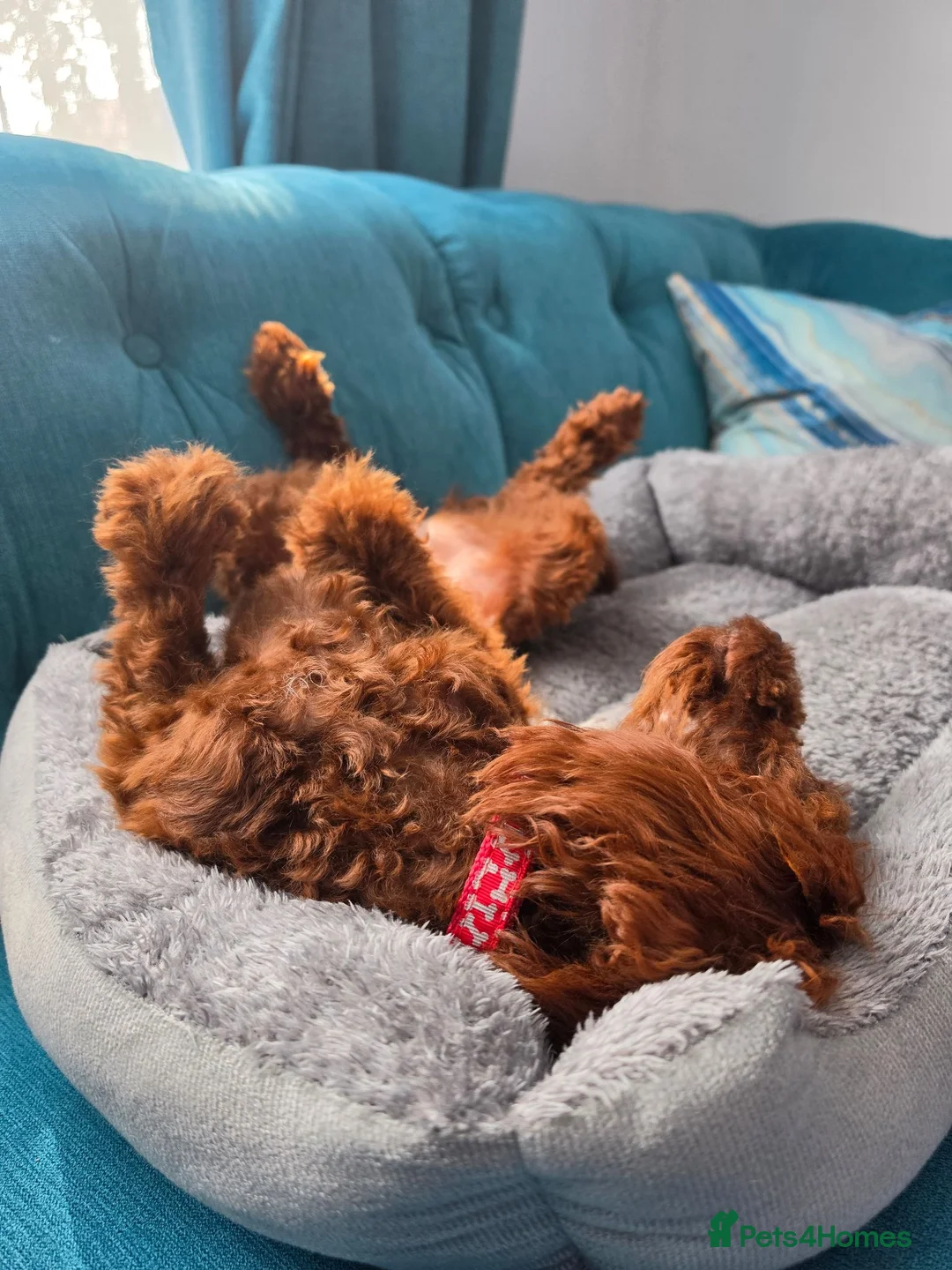Toy Poodle dogs for sale: Gorgeous red female Toy poodle in Horsham - Advert 2