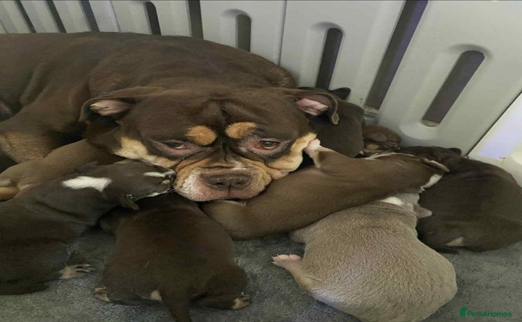 Olde English Bulldogge dogs - Advert 1