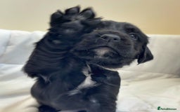 Cocker Spaniel dogs for sale: Beautiful KC REG Working Cocker Spaniel Puppies - Image 7