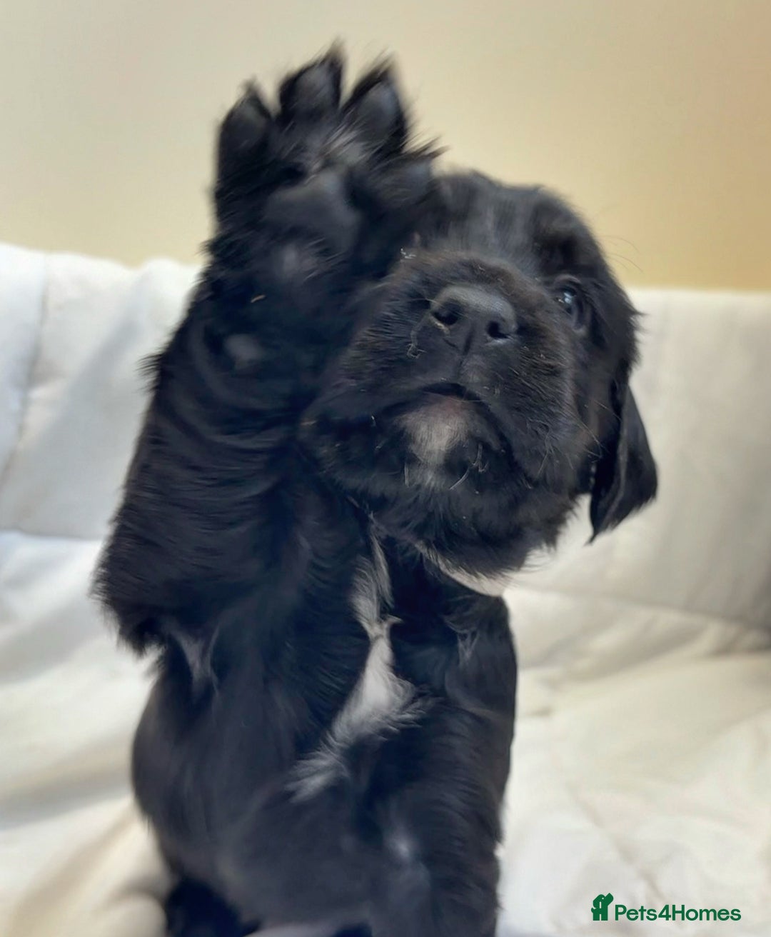 Cocker Spaniel dogs for sale: Beautiful KC REG Working Cocker Spaniel Puppies - Image 7
