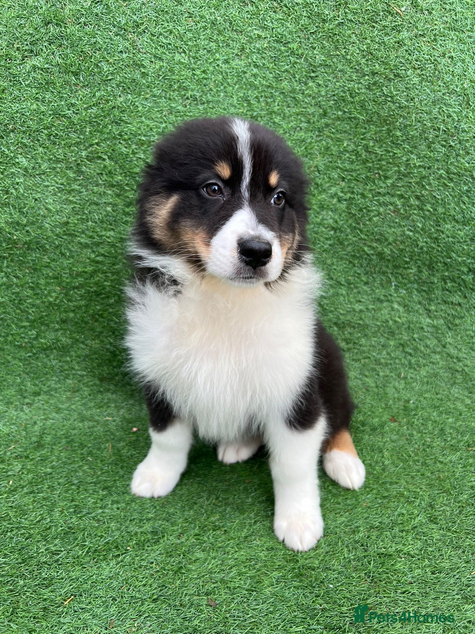 Australian Shepherd dogs Australian Shepherd Puppies  - Advert 1
