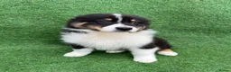 Australian Shepherd dogs for sale: Australian Shepherd Puppies  - Advert 16