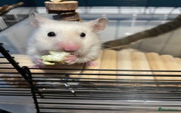 Hamster rodents for sale: Hamster free to a good home  - Advert 2