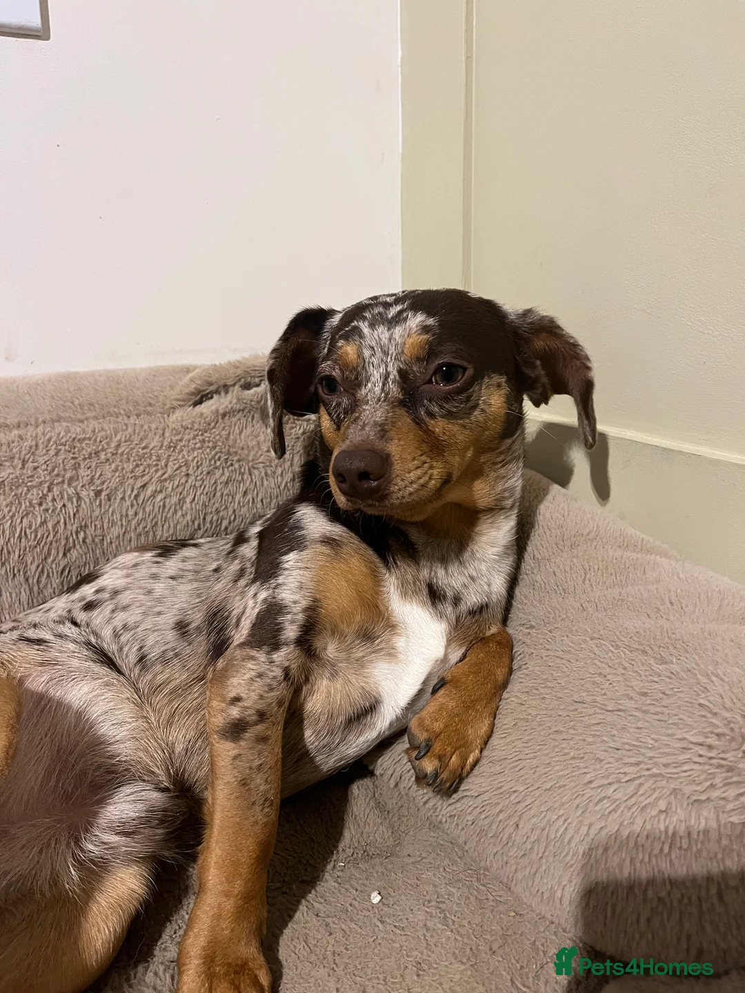 Mixed Breed dogs for sale: Dachshund/Chihuahua/mix breed - Advert 12