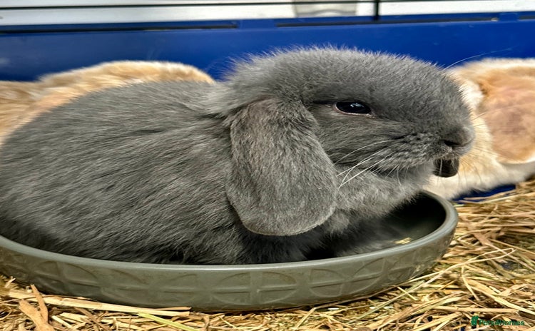 Mini Lop rabbits - Advert 4