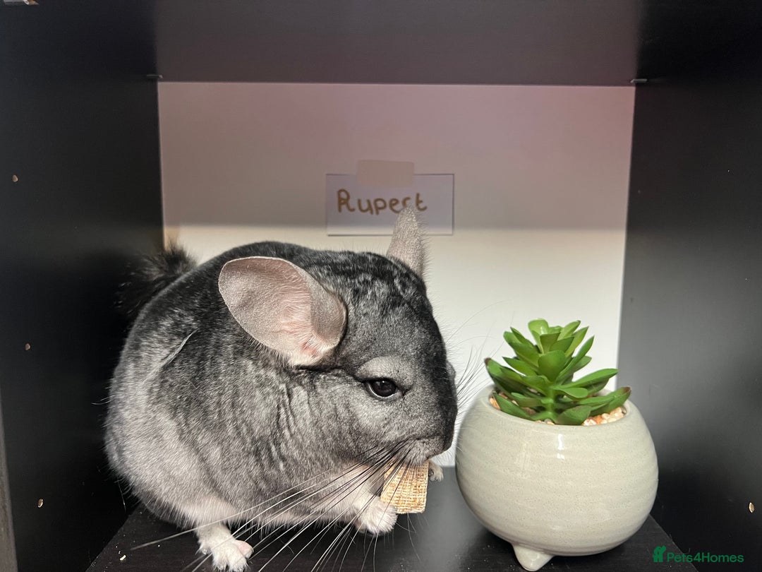 Chinchilla rodents for sale: Male Chinchilla  - Image 4