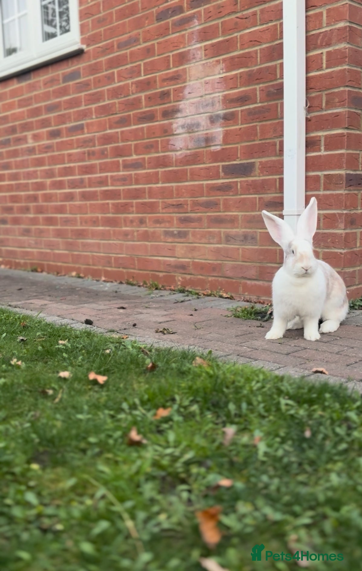 Continental Giant rabbits Continental Giants  - Advert 2