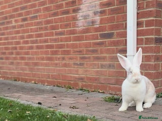 Continental Giant rabbits Continental Giants - Advert 2