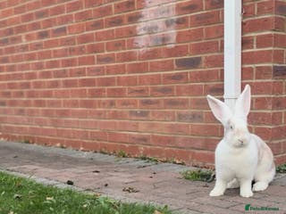 Continental Giant rabbits Continental Giants - Advert 9