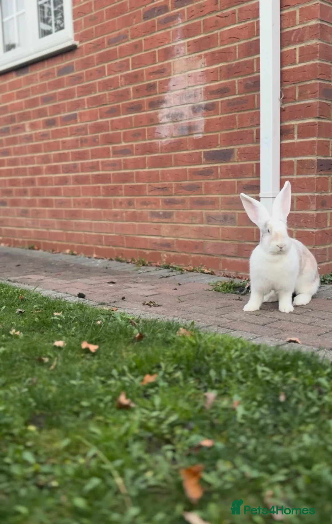 Continental Giant rabbits for sale: Continental Giants  - Advert 1