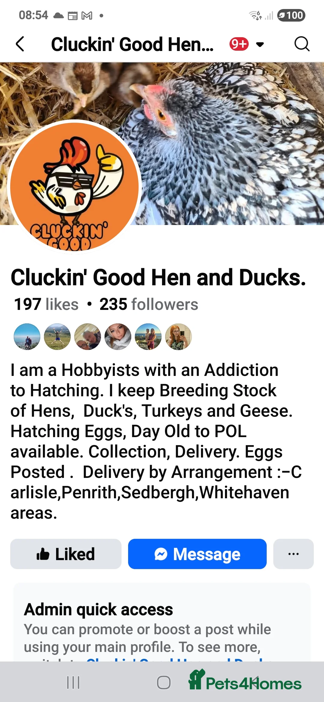 Chickens poultry for sale: Crested cream legbar ( Blue eggs)  - Advert 4