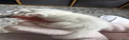Mixed Breed cats for sale: Half Maine coon kittens  - Advert 24