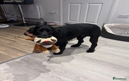 Cocker Spaniel dogs for sale: 4 year old Male Working Cocker Spaniel - Image 7