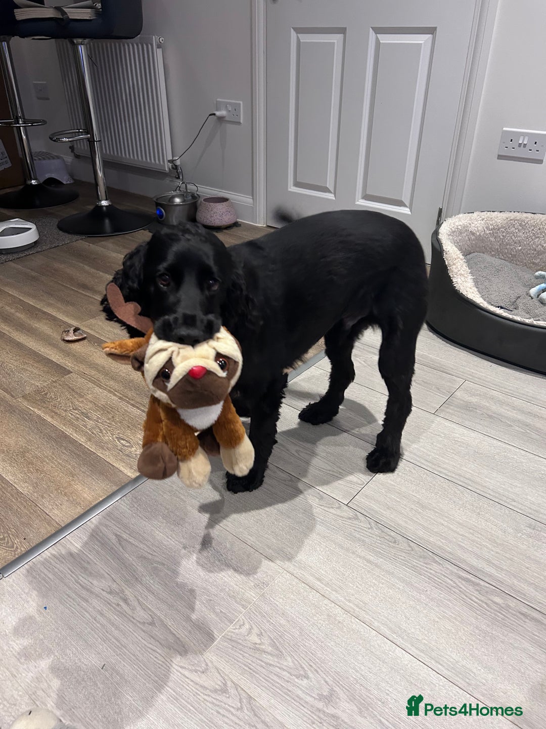 Cocker Spaniel dogs for sale: 4 year old Male Working Cocker Spaniel - Image 7