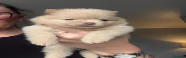 Cream Boy