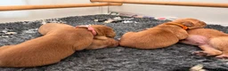 Labrador Retriever dogs for sale: Beautiful Fox Red and Yellow Labrador Puppies  in Gloucester - Advert 3