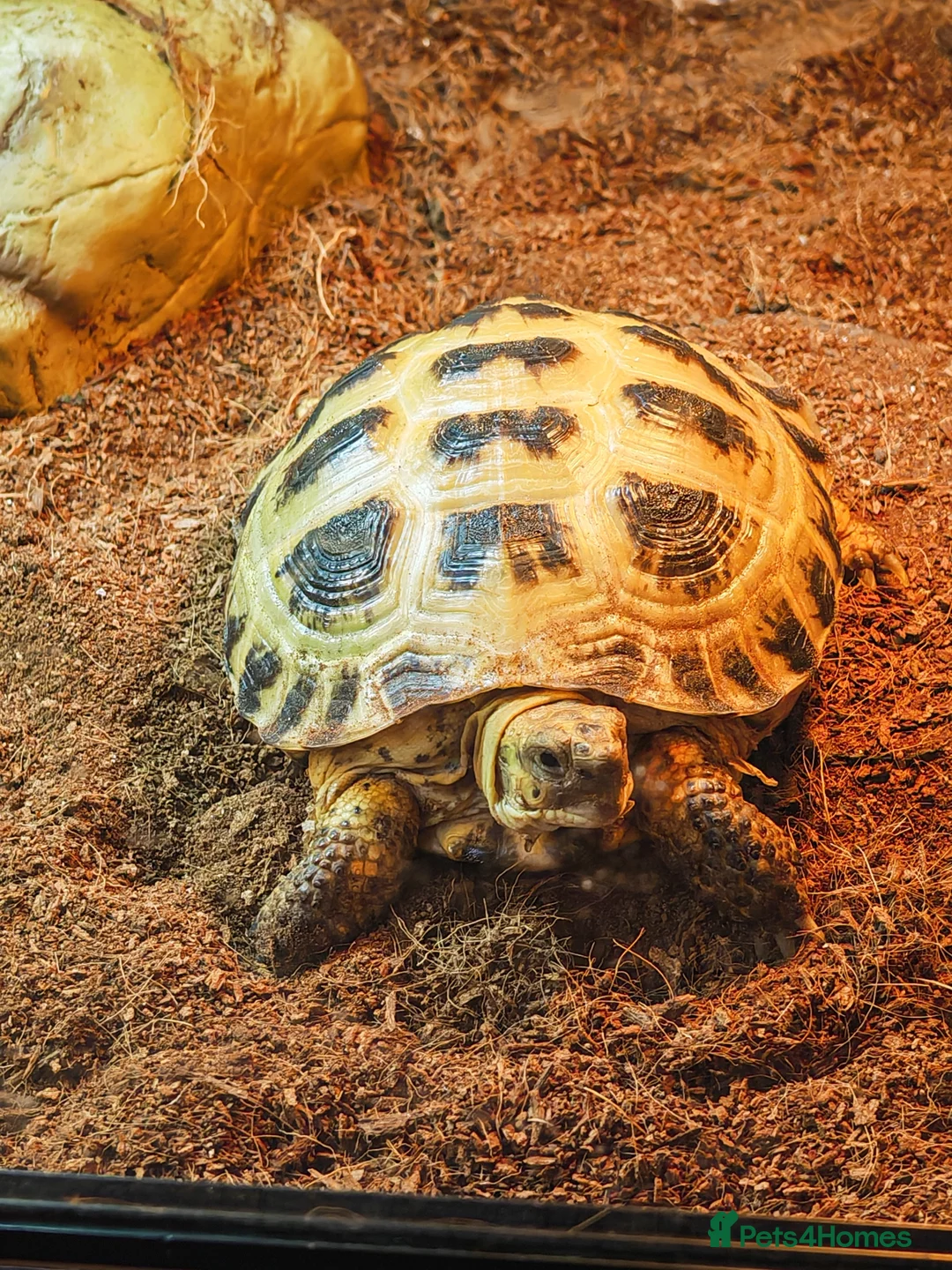 Tortoise reptiles for sale: Horsfield tortoise - Advert 1