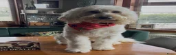 Mini Goldendoodle dogs for sale: Miniature Goldendoodle in Paisley - Advert 7