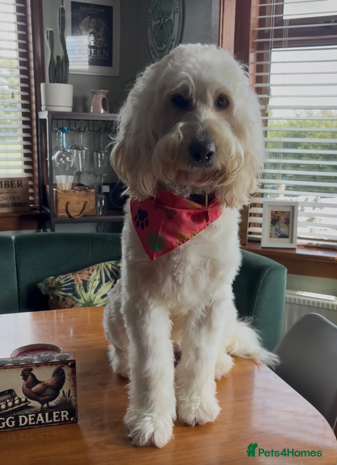 Mini Goldendoodle dogs for sale: Miniature Goldendoodle in Paisley - Advert 7