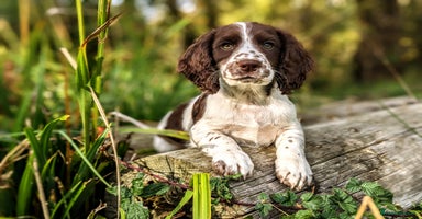 Cocker Spaniel dogs - Advert 7