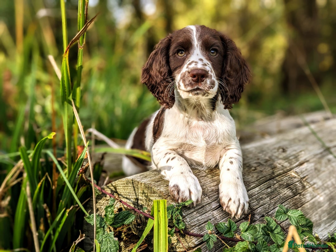 Cocker Spaniel dogs for sale: Beautiful Cocker Spaniel Puppy - Image 2